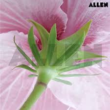 Attēlu rezultāti vaicājumam “Malvaceae”