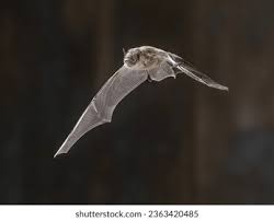 Attēlu rezultāti vaicājumam “Pipistrellus nathusii”