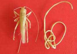 Attēlu rezultāti vaicājumam “Nematomorpha”