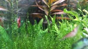 Attēlu rezultāti vaicājumam “Leptodictyum riparium”