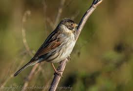 Attēlu rezultāti vaicājumam “Emberiza schoeniclus male”