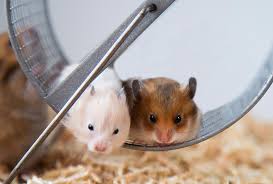 Afbeeldingsresultaat voor hamsters