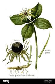 Attēlu rezultāti vaicājumam “Paris quadrifolia”