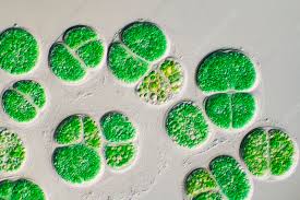 Attēlu rezultāti vaicājumam “Cyanophyta”