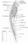 Amphioxus Diagram