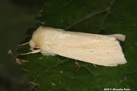 Attēlu rezultāti vaicājumam “Mythimna impura”