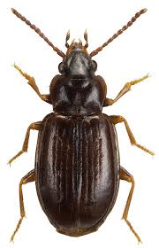 Attēlu rezultāti vaicājumam “Tachyta nana”