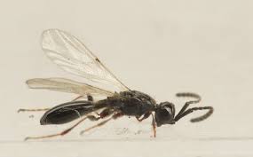 Attēlu rezultāti vaicājumam “Dicranella staphylina macro”