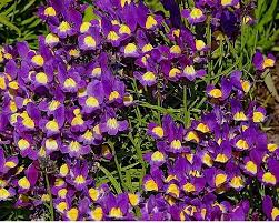 Image result for Viola cornuta