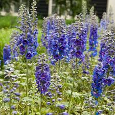 Image result for Delphinium