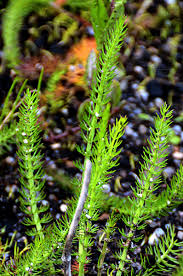 Attēlu rezultāti vaicājumam “Eucladium verticillatum”