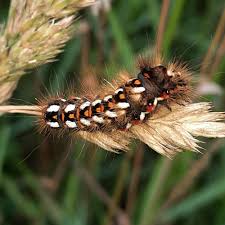 Attēlu rezultāti vaicājumam “Acronicta rumicis imago”