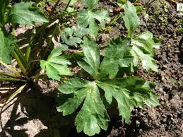 Attēlu rezultāti vaicājumam “Sanicula europaea leaf”