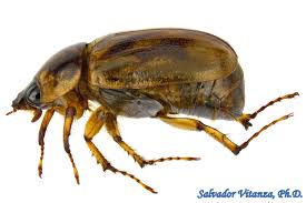 Attēlu rezultāti vaicājumam “Cabera exanthemata female”