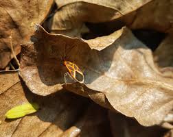 Attēlu rezultāti vaicājumam “Dryophilocoris flavoquadrimaculatus imago”