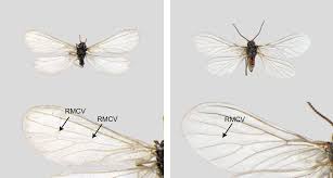 Attēlu rezultāti vaicājumam “Coniopterygidae”
