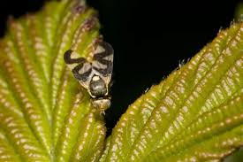 Attēlu rezultāti vaicājumam “Urophora cardui”