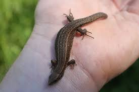 Attēlu rezultāti vaicājumam “Lacerta vivipara female”