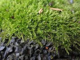 Attēlu rezultāti vaicājumam “Amblystegium serpens”