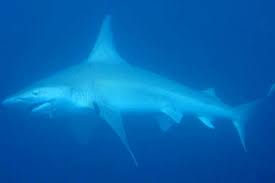 Image result for Furgaleus macki