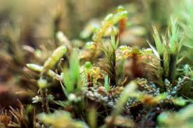 Attēlu rezultāti vaicājumam “Pohlia nutans sporophyte”