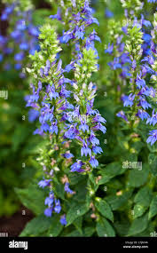 Attēlu rezultāti vaicājumam “Lobeliaceae”