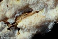 Attēlu rezultāti vaicājumam “Cinereomyces lindbladii”