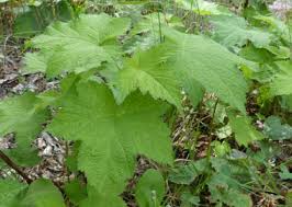 Attēlu rezultāti vaicājumam “Rubus parviflorus leaf”