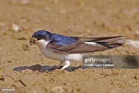 Attēlu rezultāti vaicājumam “Delichon urbicum adult”