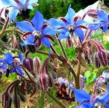 Image result for Borago officinalis