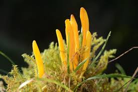 Attēlu rezultāti vaicājumam “Clavulinopsis helvola”