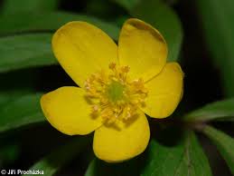 Attēlu rezultāti vaicājumam “Anemone ranunculoides”