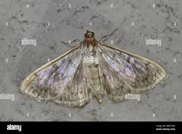 Attēlu rezultāti vaicājumam “Pleuroptya ruralis”