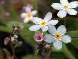 Attēlu rezultāti vaicājumam “Myosotis ramosissima flower”