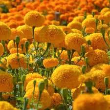 Attēlu rezultāti vaicājumam “Tagetes”