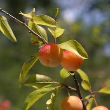 Attēlu rezultāti vaicājumam “Pulmonaria angustifolia fruit”