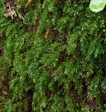 Attēlu rezultāti vaicājumam “Mnium hornum”