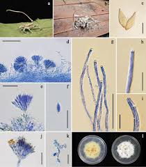 Attēlu rezultāti vaicājumam “Torrubiella arachnophila”