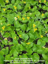 Attēlu rezultāti vaicājumam “Viola uliginosa leaf”