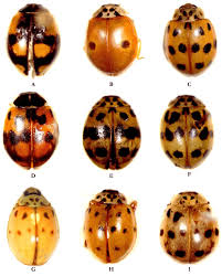 Attēlu rezultāti vaicājumam “Adalia bipunctata”