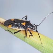 Attēlu rezultāti vaicājumam “Capsodes gothicus imago”