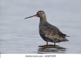 Image result for Tringa erythropus