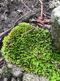 Attēlu rezultāti vaicājumam “Fissidens bryoides sporophyte”
