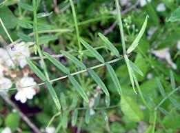 Attēlu rezultāti vaicājumam “Vicia sativa”
