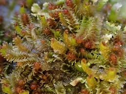 Attēlu rezultāti vaicājumam “Tritomaria”