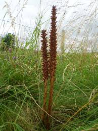 Attēlu rezultāti vaicājumam “Orobanche elatior”