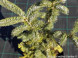 Attēlu rezultāti vaicājumam “Abies veitchii”