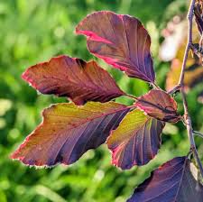 Attēlu rezultāti vaicājumam “Fagus sylvatica leaf”