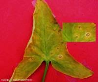 Attēlu rezultāti vaicājumam “Puccinia sessilis”