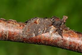 Attēlu rezultāti vaicājumam “Notodonta dromedarius”